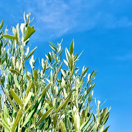 Bellaria Jadranovo